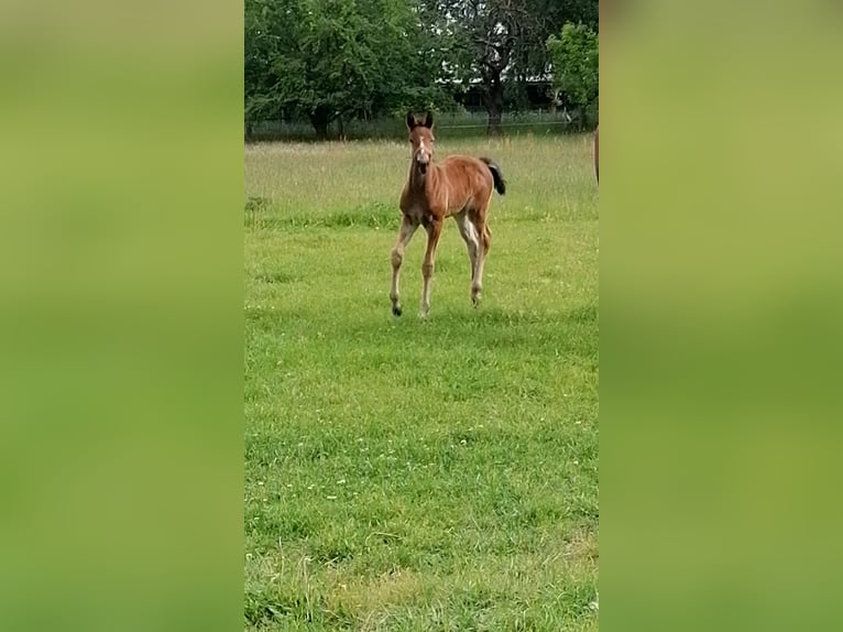 Deutsches Sportpferd Stute  Brauner in Salzwedel