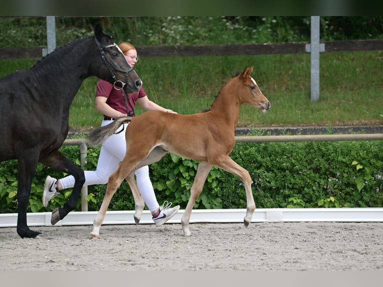 Deutsches Sportpferd Stute  Brauner in Selke-Aue