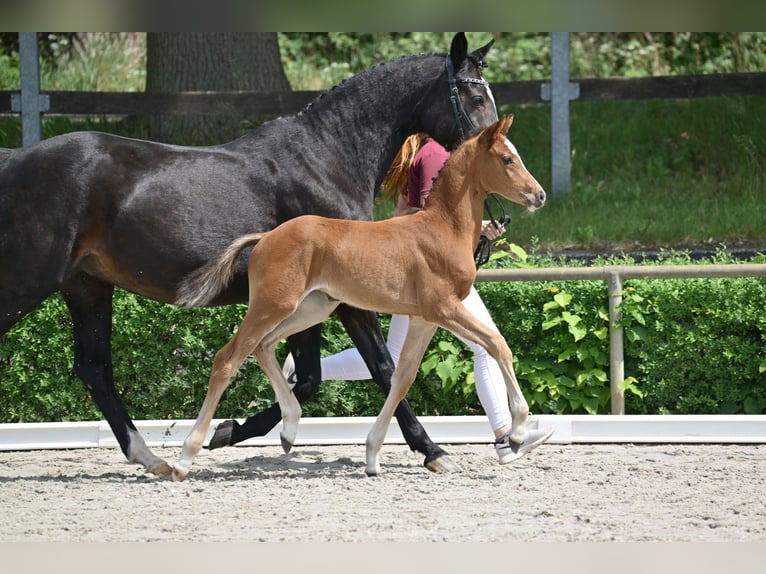 Deutsches Sportpferd Stute  Brauner in Selke-Aue