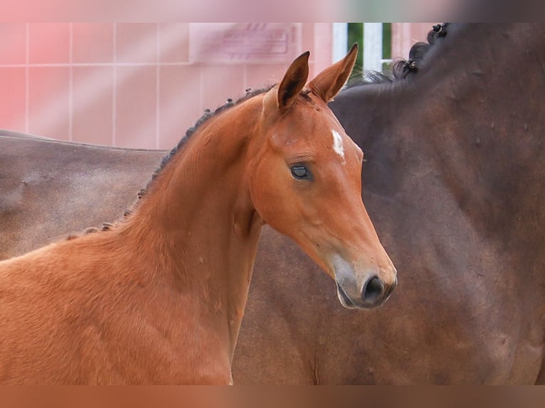 Deutsches Sportpferd Stute Fohlen (04/2025) Brauner in D&#xF6;rpen