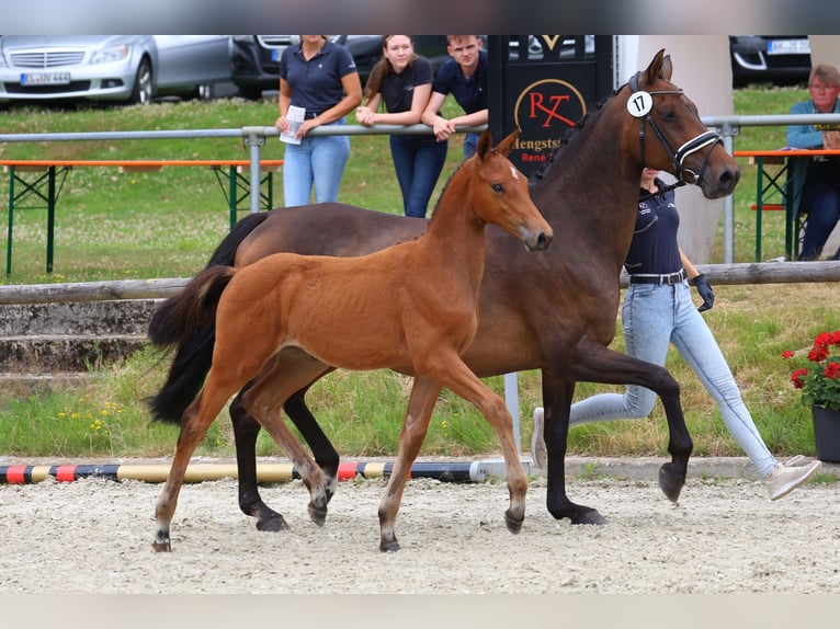 Deutsches Sportpferd Stute Fohlen (04/2025) Brauner in D&#xF6;rpen