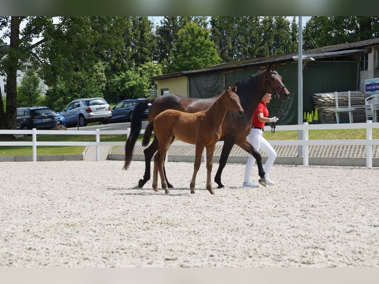 Deutsches Sportpferd Stute Fohlen (04/2025) Brauner in Saalfeld