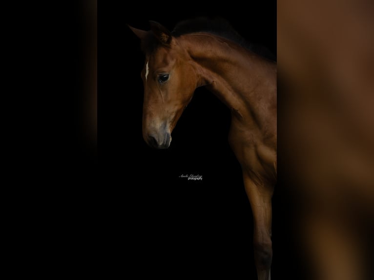 Deutsches Sportpferd Stute Fohlen (05/2026) Brauner in Tittmoning