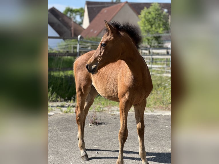 Deutsches Sportpferd Stute  Brauner in Riesb&#xFC;rg