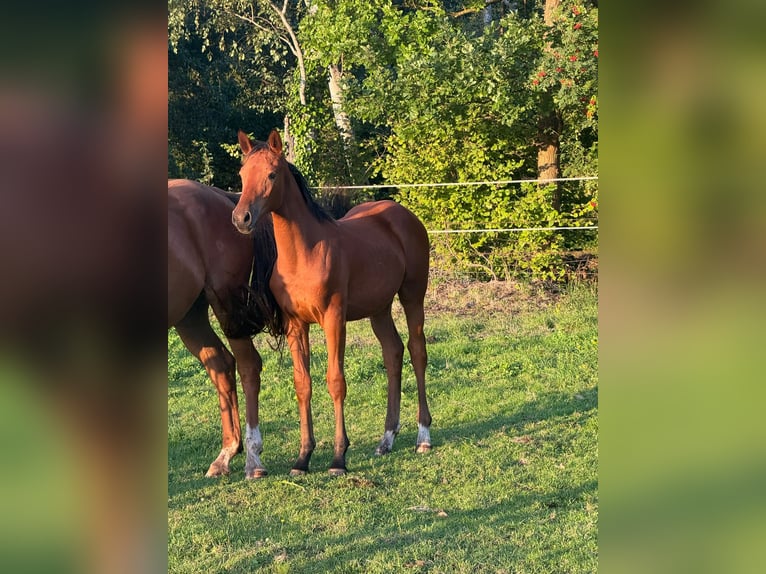Deutsches Sportpferd Stute Fohlen (03/2026) Brauner in Osternienburger Land