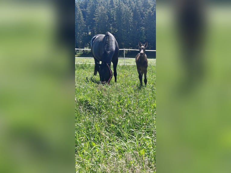 Deutsches Sportpferd Stute Fohlen (05/2024) Buckskin in Lauterstein