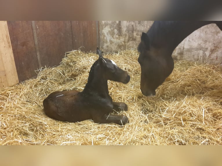 Deutsches Sportpferd Stute  in DaitingDaiting