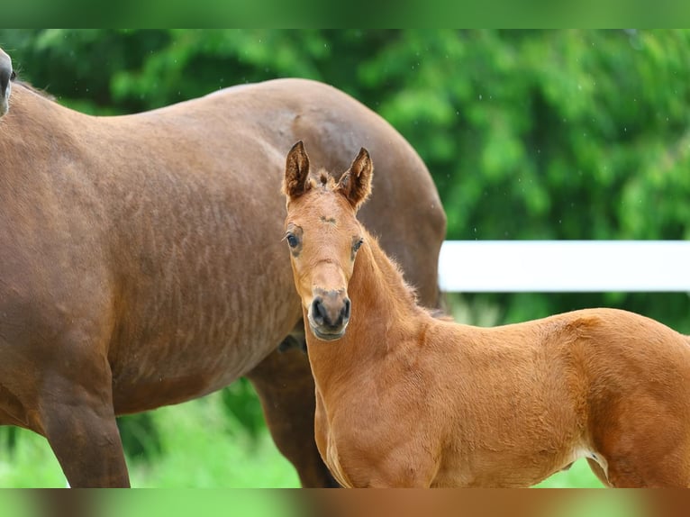 Deutsches Sportpferd Stute Fohlen (05/2025) in Uhlst&#xE4;dt-Kirchhasel