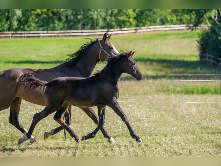 Deutsches Sportpferd Stute Fohlen (04/2025) Dunkelbrauner in Dippoldiswalde