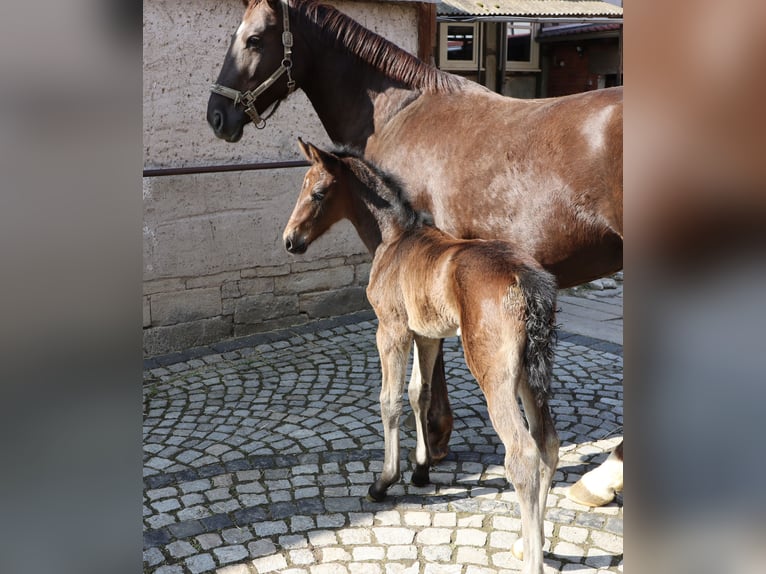 Deutsches Sportpferd Stute Fohlen (03/2025) Dunkelbrauner in Wendehausen