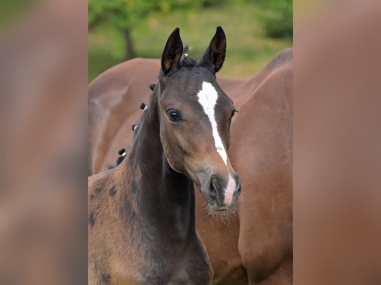 Deutsches Sportpferd Stute Fohlen (04/2025) Dunkelbrauner in Gomadingen