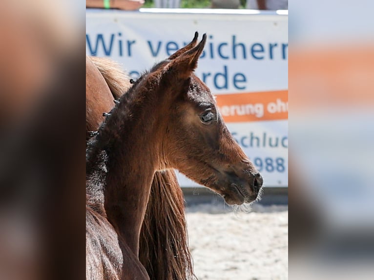 Deutsches Sportpferd Stute Fohlen (05/2025) Dunkelbrauner in Gomadingen