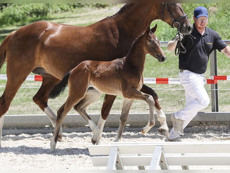 Deutsches Sportpferd Stute Fohlen (05/2025) Dunkelbrauner in Gomadingen
