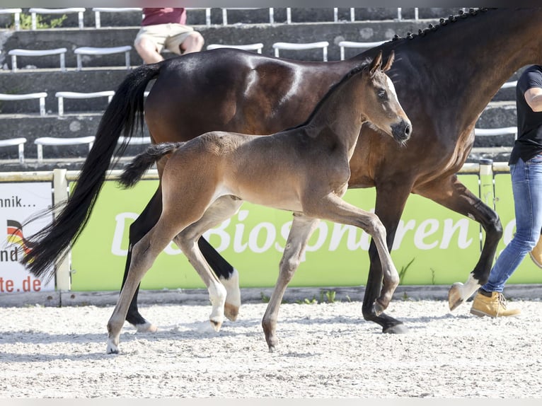 Deutsches Sportpferd Stute Fohlen (05/2025) Dunkelbrauner in Gomadingen