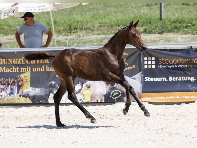 Deutsches Sportpferd Stute Fohlen (03/2025) Dunkelbrauner in Gomadingen