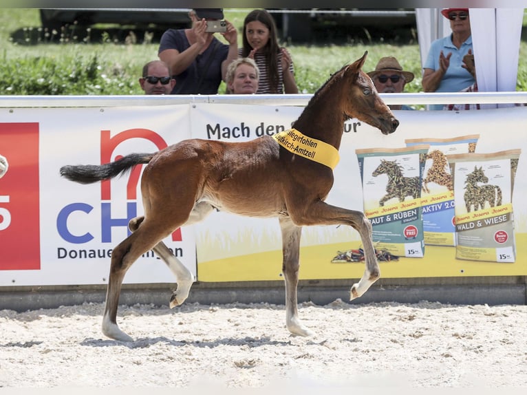 Deutsches Sportpferd Stute Fohlen (05/2025) Dunkelbrauner in Gomadingen