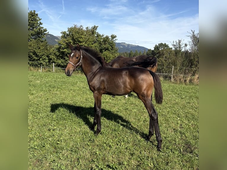 Deutsches Sportpferd Stute Fohlen (05/2026) Dunkelbrauner in Fischen-Berg
