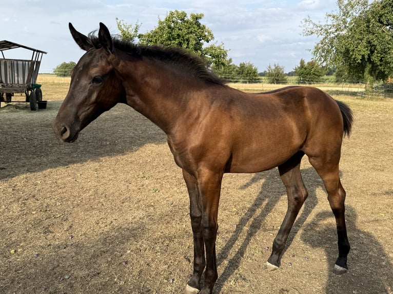 Deutsches Sportpferd Stute Fohlen (03/2026) Dunkelbrauner in Wolpertshausen