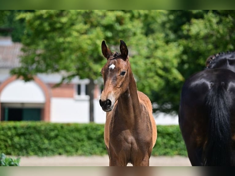 Deutsches Sportpferd Stute Fohlen (03/2026) Dunkelbrauner in Freyenstein