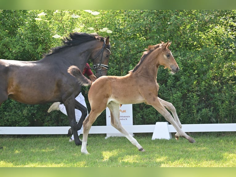 Deutsches Sportpferd Stute Fohlen (04/2025) Dunkelbrauner in Sch&#xF6;nwalde-Glien