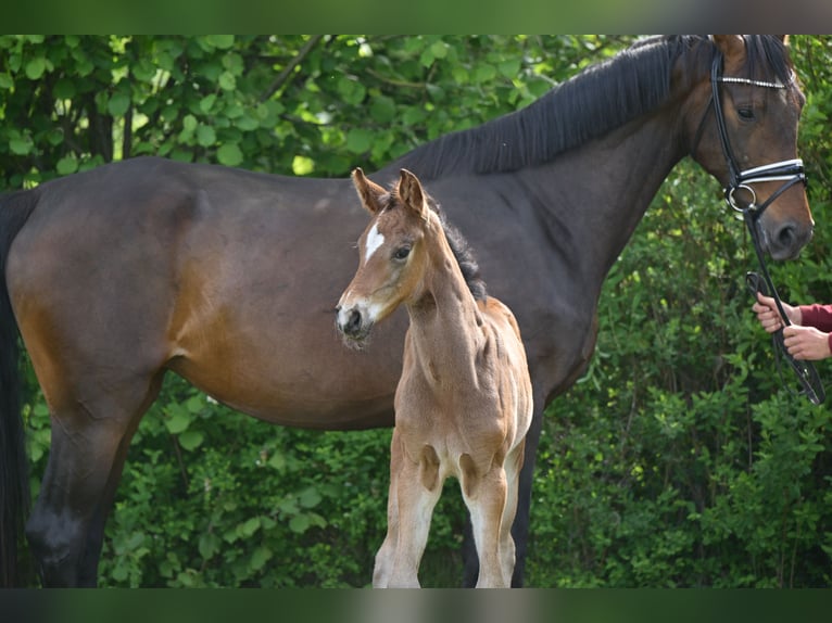 Deutsches Sportpferd Stute  Dunkelbrauner in Sch&#xF6;nwalde-Glien