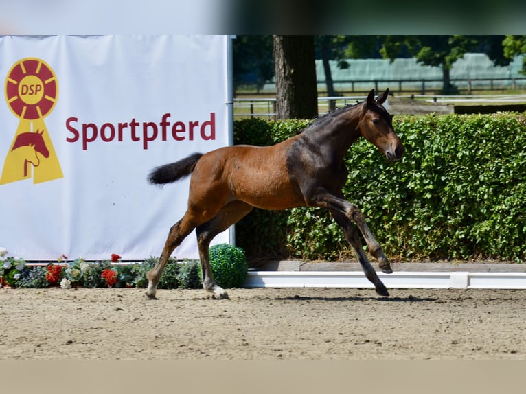 Deutsches Sportpferd Stute Fohlen (03/2025) Dunkelbrauner in Chieming