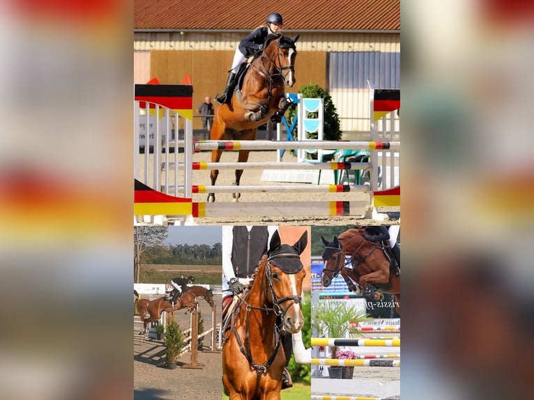 Deutsches Sportpferd Stute  Dunkelbrauner in Meyenburg