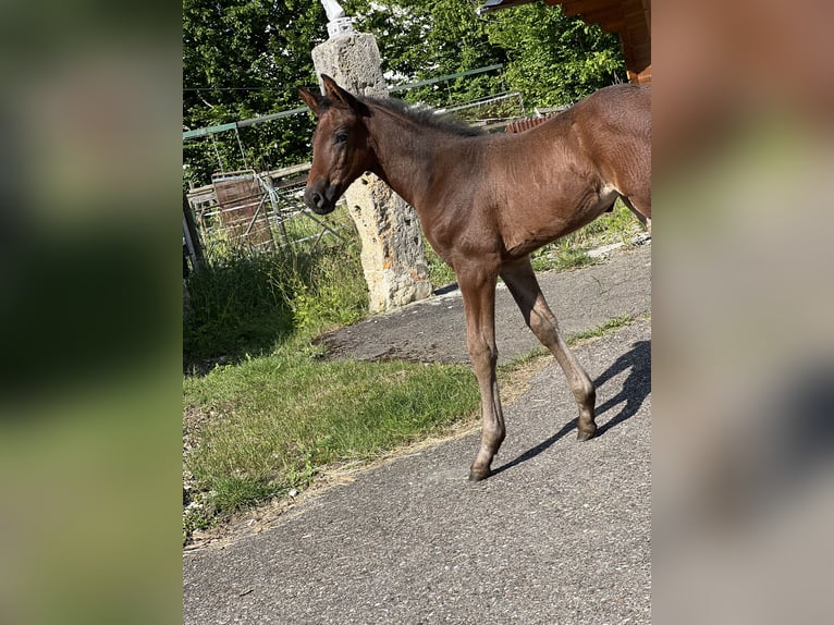 Deutsches Sportpferd Stute  Dunkelbrauner in Riesb&#xFC;rg