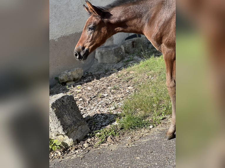 Deutsches Sportpferd Stute  Dunkelbrauner in Riesb&#xFC;rg