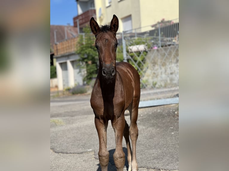 Deutsches Sportpferd Stute  Dunkelbrauner in Riesb&#xFC;rg