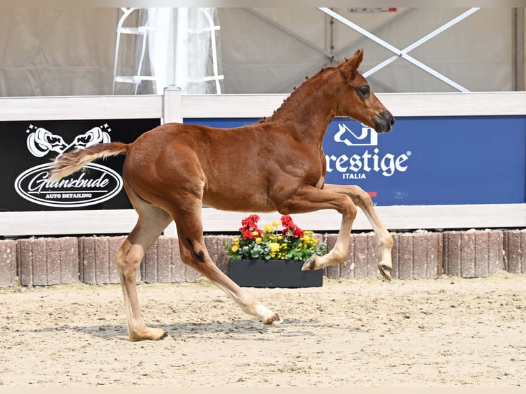 Deutsches Sportpferd Stute Fohlen (04/2025) Dunkelfuchs in Gomadingen
