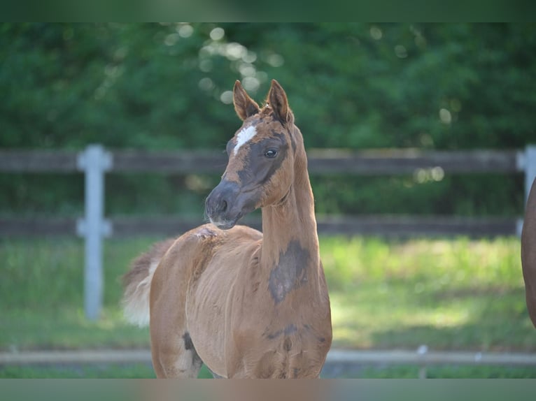 Deutsches Sportpferd Stute  Dunkelfuchs in Marienflie&#xDF;