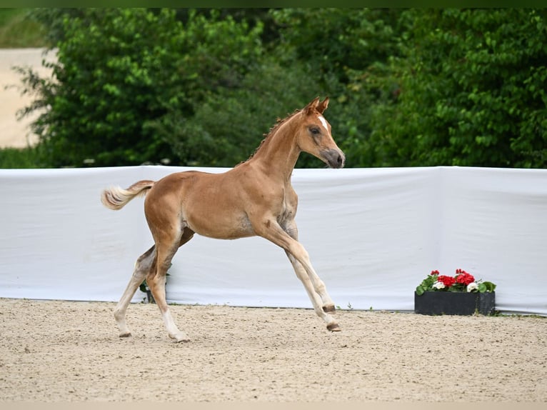 Deutsches Sportpferd Stute Fohlen (05/2024) Dunkelfuchs in Riedlingen