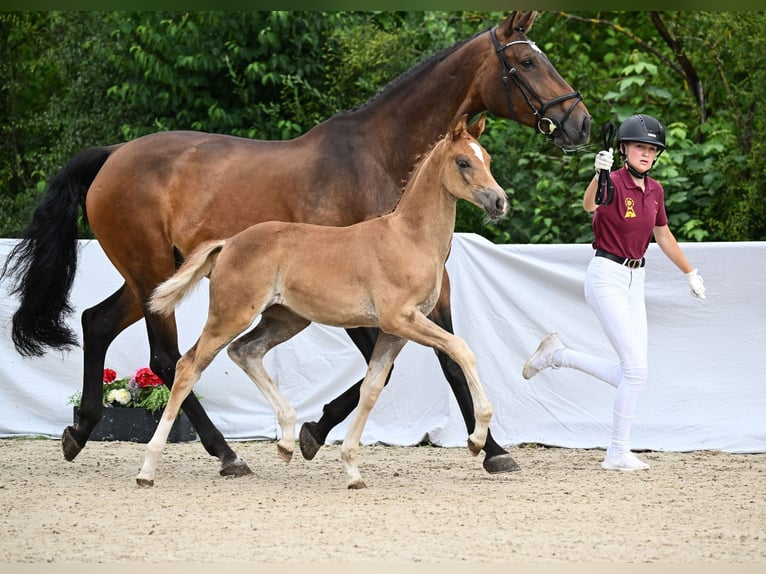 Deutsches Sportpferd Stute Fohlen (05/2024) Dunkelfuchs in Riedlingen