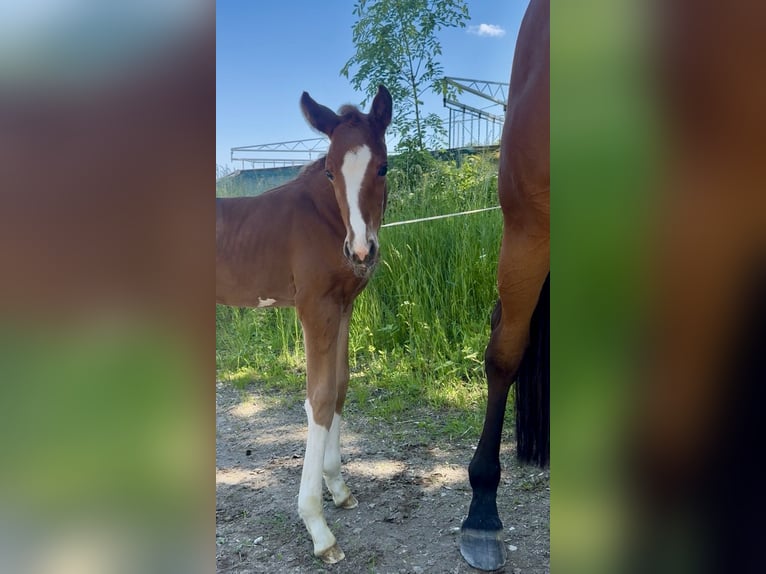 Deutsches Sportpferd Stute Fohlen (05/2026) Dunkelfuchs in Roßdorf
