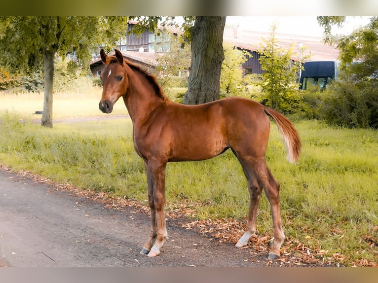 Deutsches Sportpferd Stute Fohlen (05/2025) Dunkelfuchs in Krumke