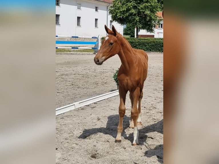 Deutsches Sportpferd Stute Fohlen (03/2026) Fuchs in Gumtow