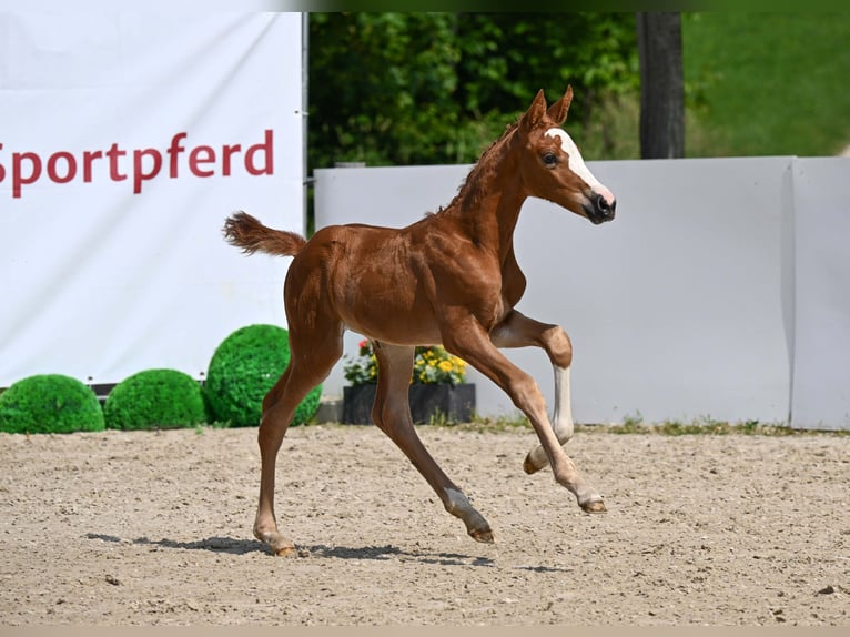 Deutsches Sportpferd Stute Fohlen (05/2025) Fuchs in Gomadingen