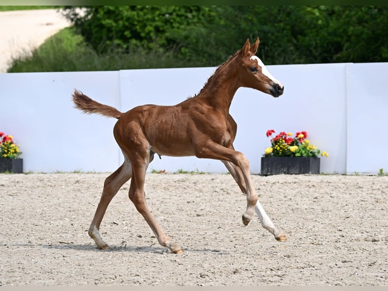 Deutsches Sportpferd Stute Fohlen (05/2025) Fuchs in Gomadingen