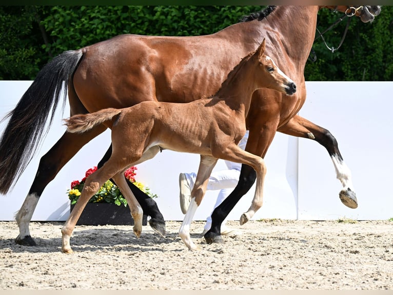 Deutsches Sportpferd Stute Fohlen (05/2025) Fuchs in Gomadingen