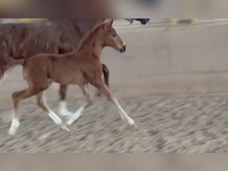 Deutsches Sportpferd Stute Fohlen (05/2024) Fuchs in Heinersreuth