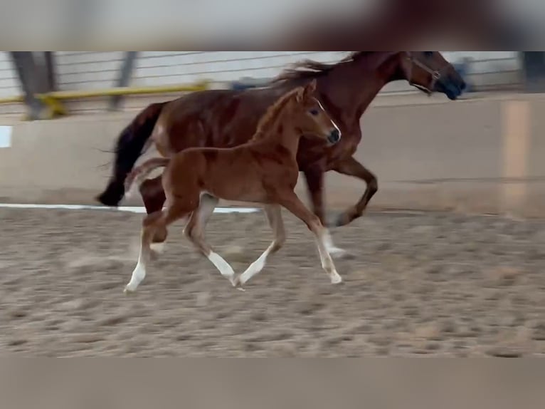 Deutsches Sportpferd Stute Fohlen (05/2024) Fuchs in Heinersreuth