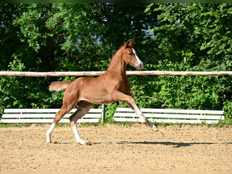 Deutsches Sportpferd Stute  Fuchs in Hohenpei&#xDF;enberg