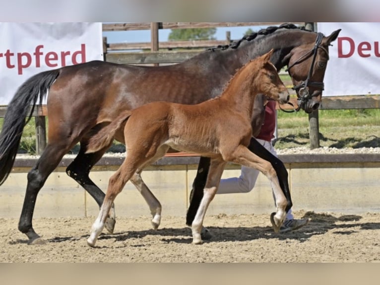 Deutsches Sportpferd Stute Fohlen (03/2026) Fuchs in Weilburg