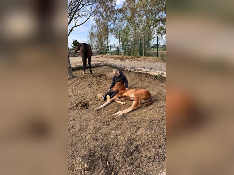 Deutsches Sportpferd Stute Fohlen (03/2026) Fuchs in Weilburg
