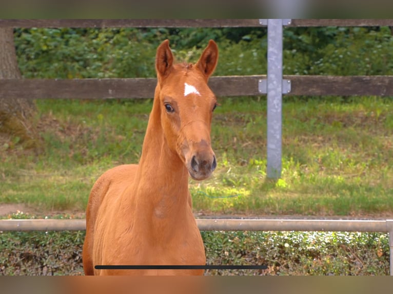 Deutsches Sportpferd Stute Fohlen (04/2024) Fuchs in Krumke