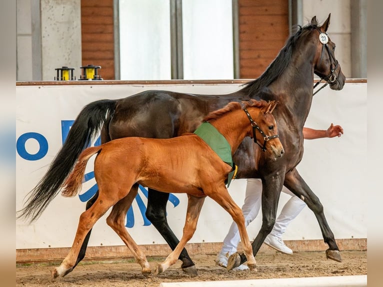 Deutsches Sportpferd Stute  Fuchs in Sch&#xF6;nebeck (Elbe)