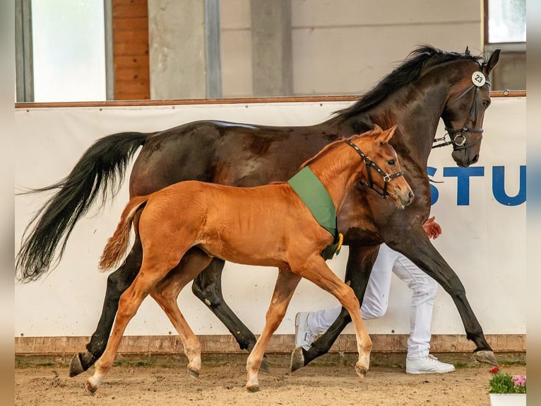 Deutsches Sportpferd Stute  Fuchs in Sch&#xF6;nebeck (Elbe)