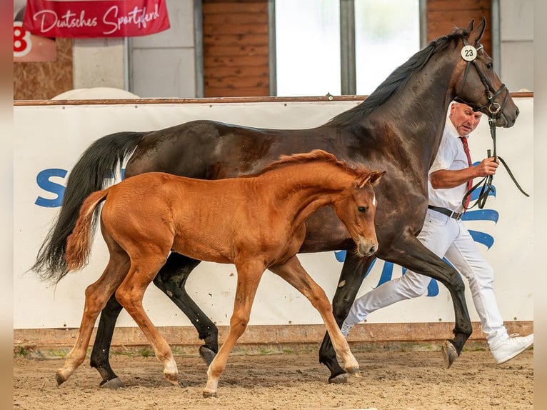 Deutsches Sportpferd Stute  Fuchs in Sch&#xF6;nebeck (Elbe)