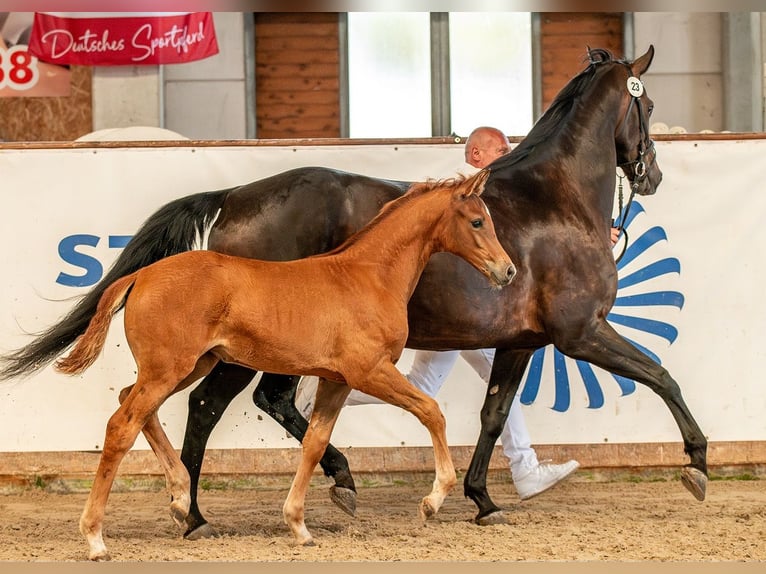 Deutsches Sportpferd Stute  Fuchs in Sch&#xF6;nebeck (Elbe)
